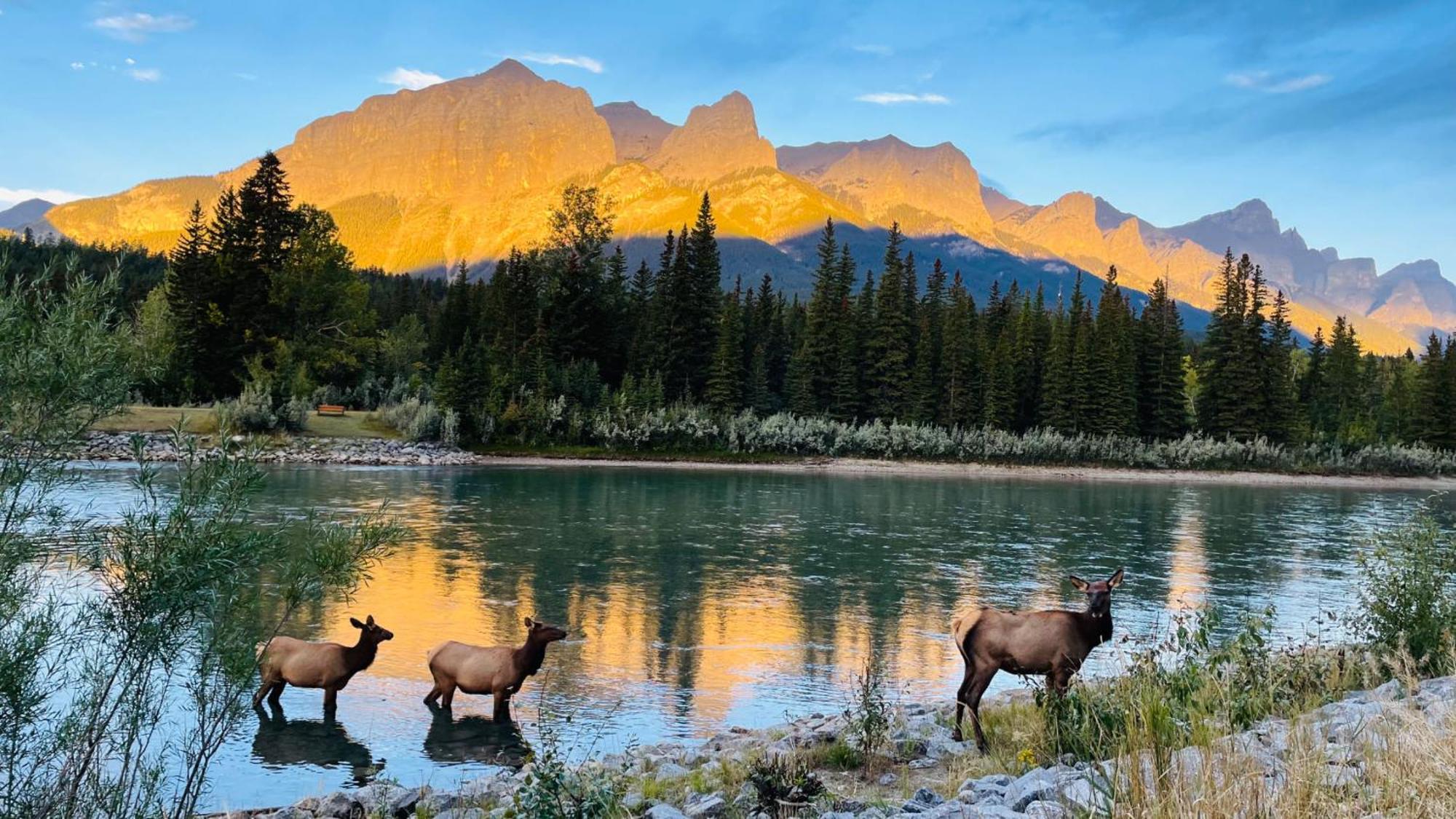 Unit #204 Cozy Mountain View 2Br In Canmore Downtown Eksteriør bilde